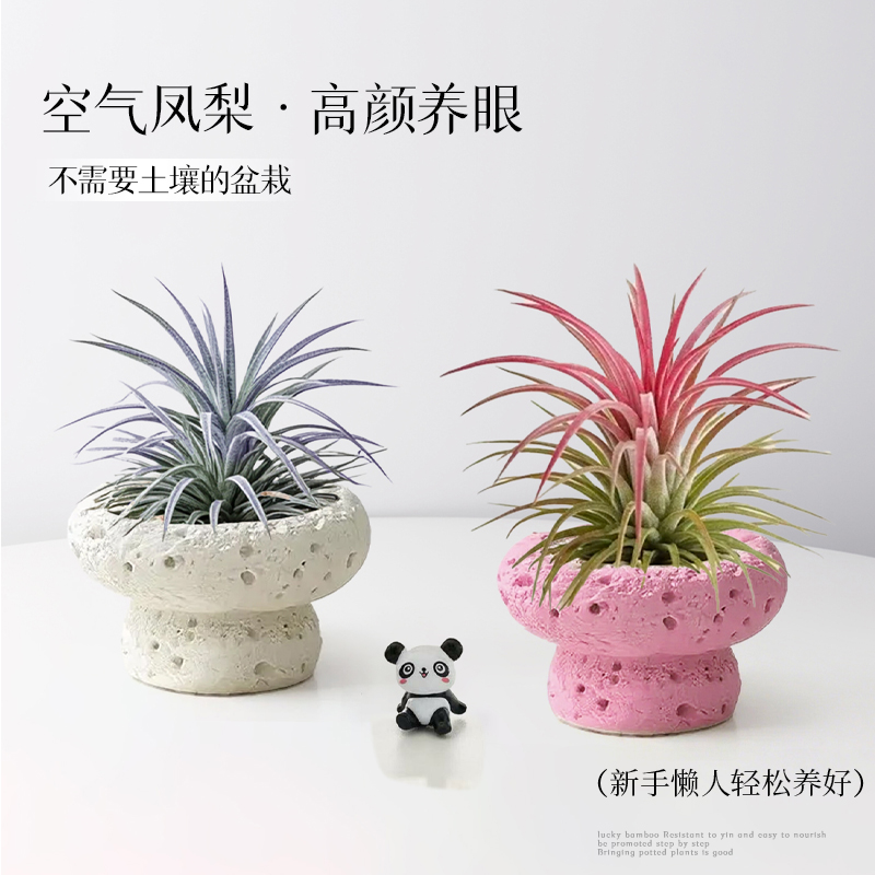 空气凤梨植物办公室内桌面小绿植