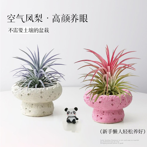 空气凤梨植物办公室内桌面小绿植