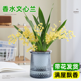 文心兰盆栽带花苞水培绿植梦香兰室内办公室桌面花卉浓香耐寒好养