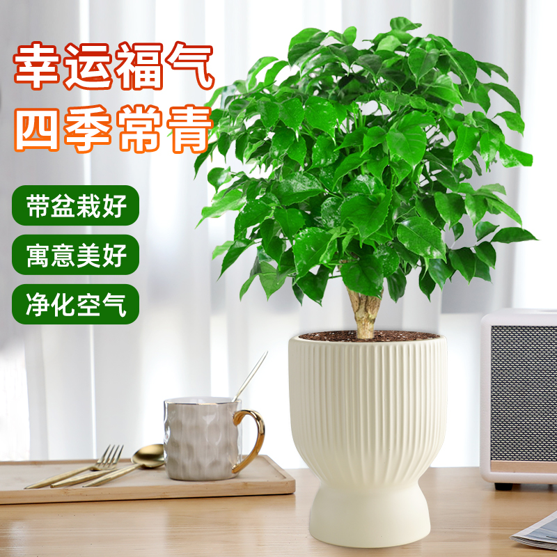 幸福树盆栽室内绿植物粗杆老桩客厅发财树金钱树老桩四季常青好养