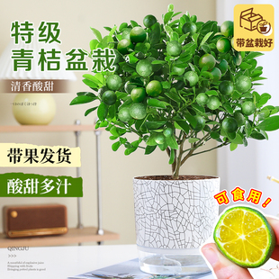 带果树苗果树苗橘子树金桔柠檬 海南小青桔盆栽绿植室内小青柠四季