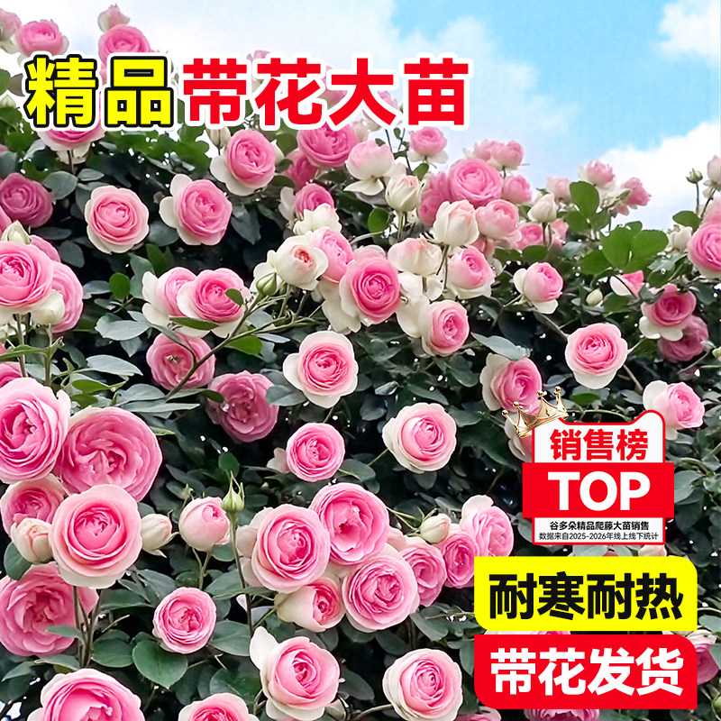 1.8米大苗爬藤蔷薇月季带花苞树苗盆栽爬墙玫瑰花开不断飘香植物