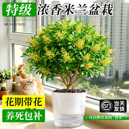 【带花苞浓香老桩】香水米兰好养