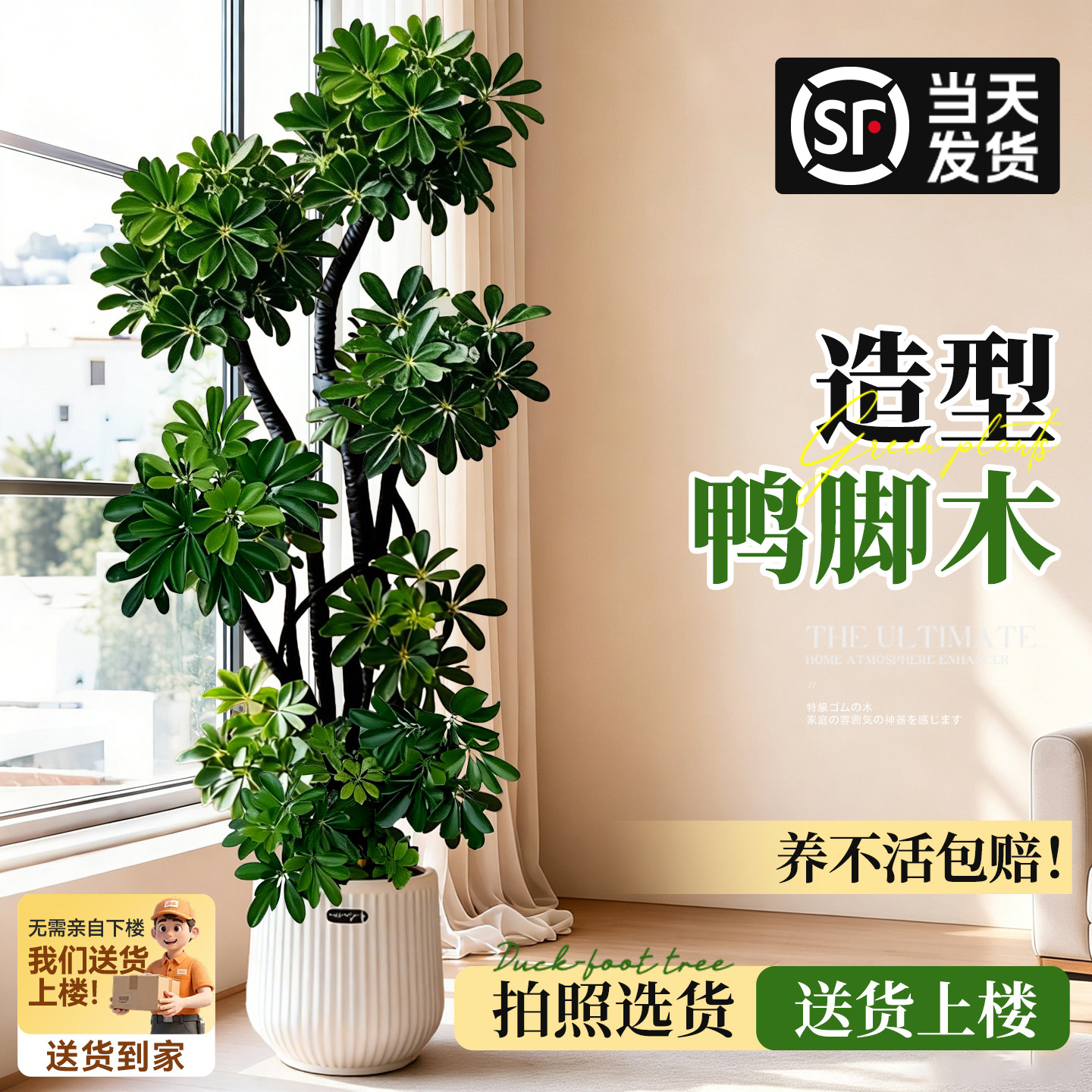 【旺宅大型植物】鸭脚木大盆栽图片