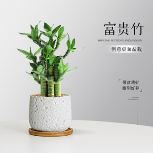 步步高富贵竹小盆栽室内办公桌面绿植北欧解压懒人好养植物易养护