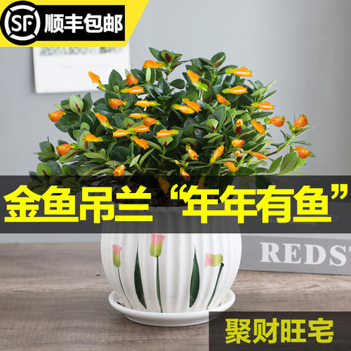 绿植不断阳台办公室好养吊兰盆栽