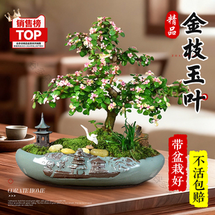 金枝玉叶盆栽中式盆景室内绿植老桩提根造型多肉花卉植物好养耐旱