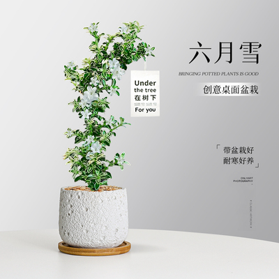 飘枝六月雪盆景造型盆栽桌面花卉