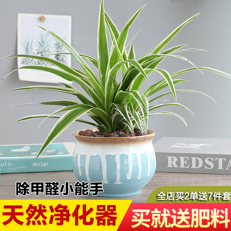 金边吊兰植物室内好养花卉盆栽吸除去甲醛桌面小绿植水养水培垂吊 鲜花速递/花卉仿真/绿植园艺 绿植 原图主图