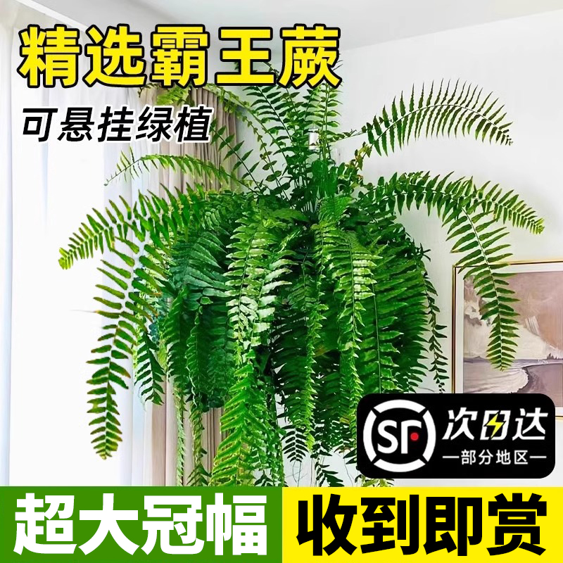 霸王蕨盆栽波斯顿大盆绿植肾蕨长藤叶垂吊客厅室内雨林蕨类天花板