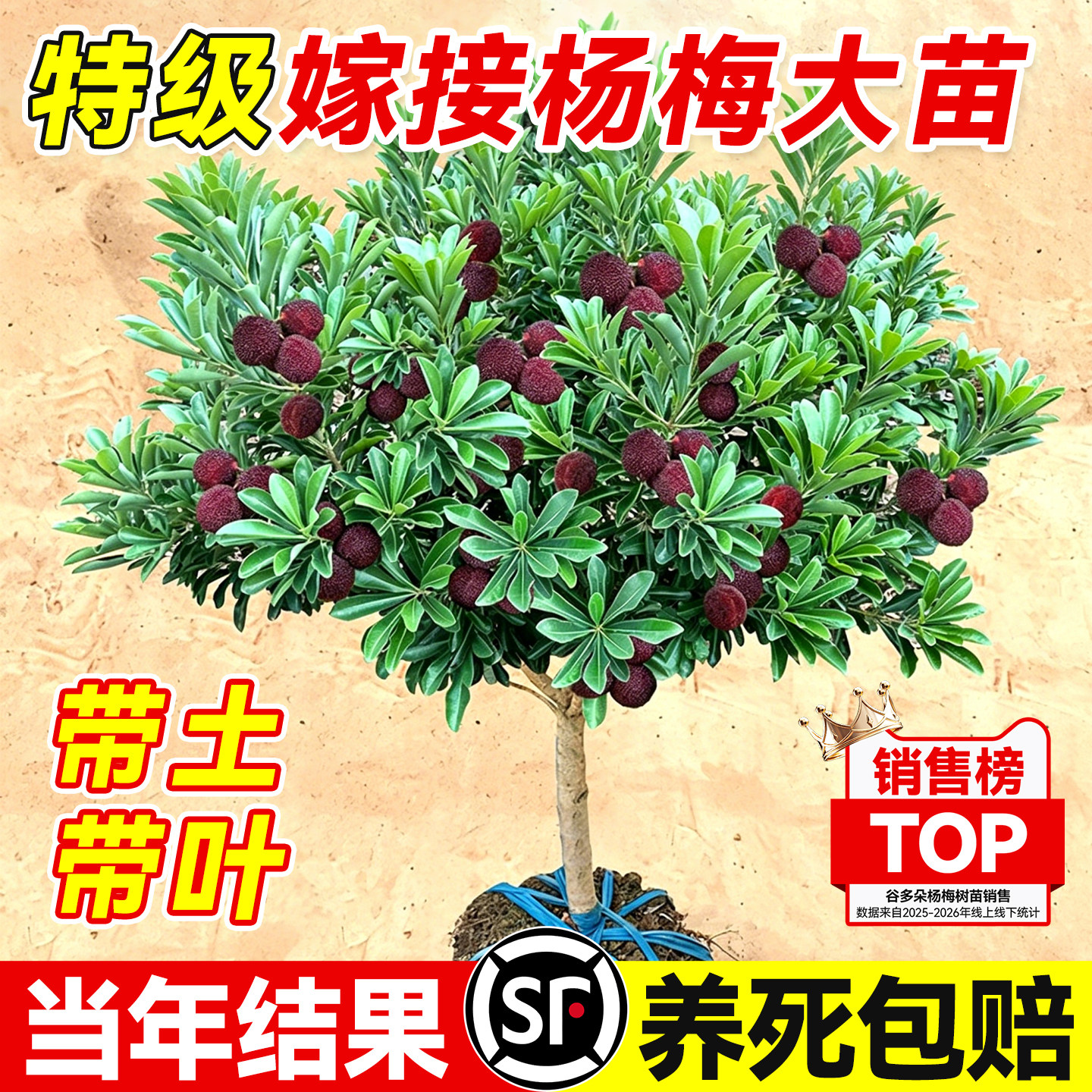 特级嫁接杨梅大苗仙居东魁杨梅树果苗地栽好养当年结果南北方种植