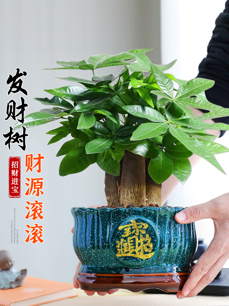大盆三杆发财树盆栽绿植室内开业招财植物中式盆景四季常青好养
