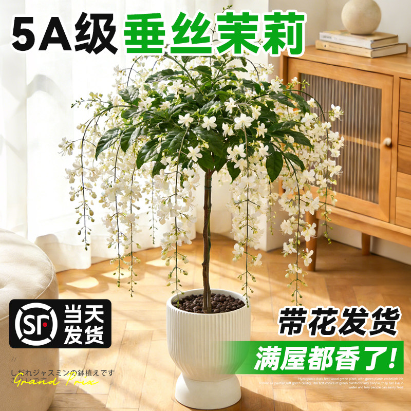 大盆垂丝茉莉盆栽老桩带花苞绿植物室内客厅阳台好养花卉开花浓香