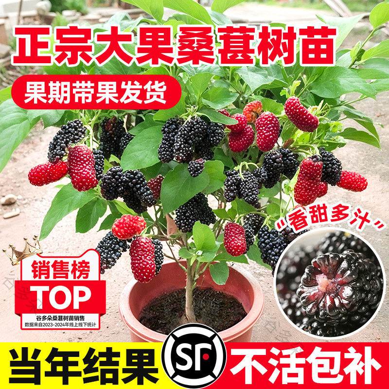桑葚树苗嫁接盆栽大果桑葚白长果果苗树莓苗果树南北方四季可种植