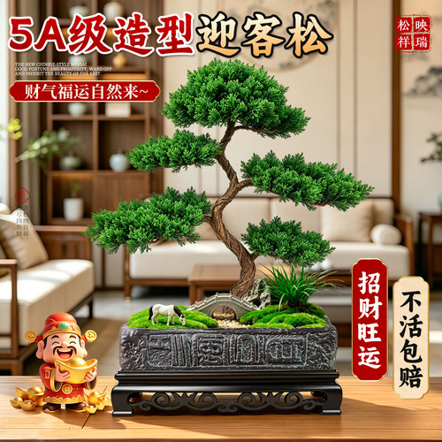 【招财旺运】造型迎客松真树好养