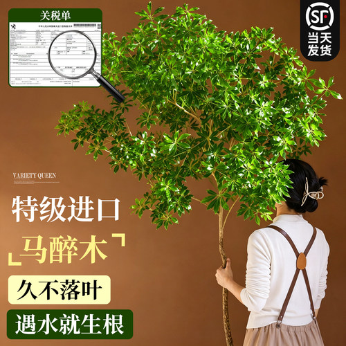 【进口马醉木】水培客厅桌面绿植