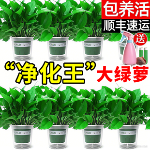 绿萝盆栽室内植物花卉绿植水培长藤垂吊大叶绿箩家用新房净化空气