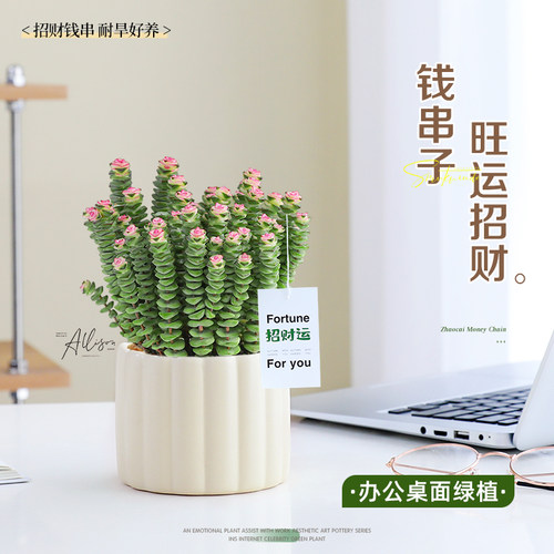 钱串子小盆栽办公室绿植花卉室内桌面招财摆件好养多肉植物耐旱