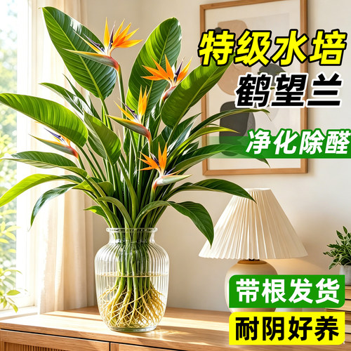 【开花的天堂鸟】除甲醛鹤望兰