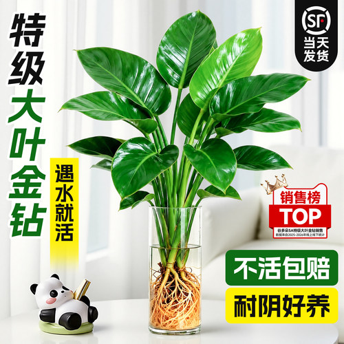 【净化除醛】水培带根大叶绿公主