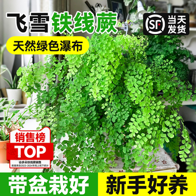 铁线蕨盆栽蕨类绿植垂吊密叶植物