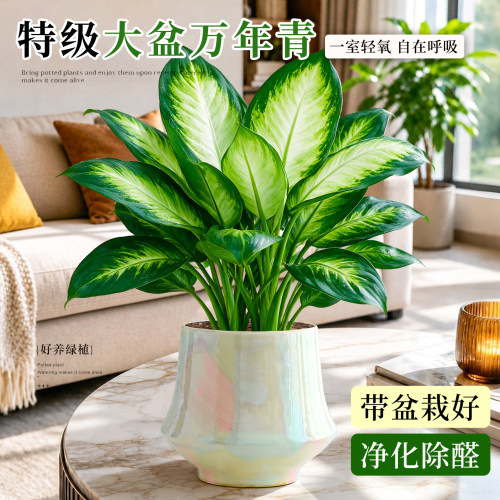 【吸除甲醛】办公室万年青盆栽