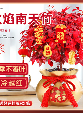 火焰南天竹红叶盆栽绿植室内阳台耐寒植物四季旺宅好养活新年花卉