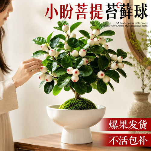 【爆果发货】小盼菩提苔藓球好养