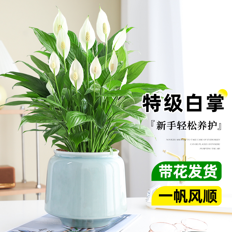 白掌盆栽一帆风顺清新空气好养