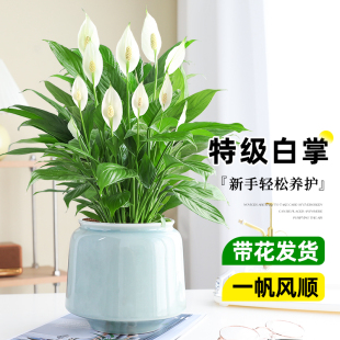 白掌盆栽一帆风顺植物室内办公室好养活花卉绿萝客厅绿植清新空气