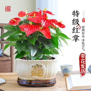 火鹤花盆栽特级大盆鸿运当头植物室内绿植多季开 花植物中式盆景