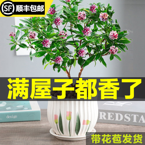 金边瑞香盆栽浓香型带花苞室内老桩客厅观花植物耐寒花卉多季开花