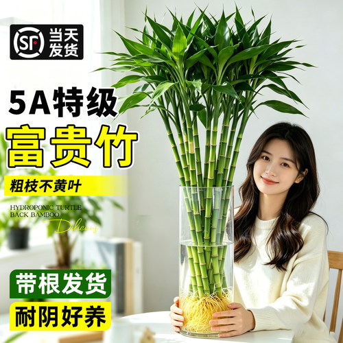 【带根富贵竹】节节水培高转运竹