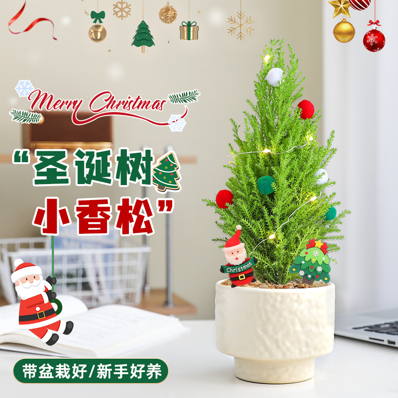 【diy圣诞树盆栽】桌面装饰绿植