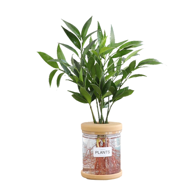 【水培驱蚊】竹柏植物室内绿植