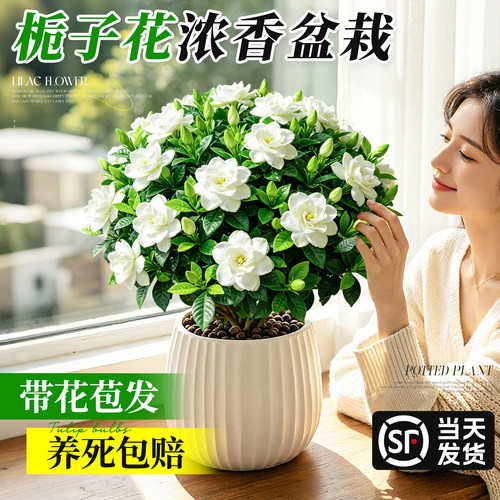 【胜过香水的花卉】栀子花好养