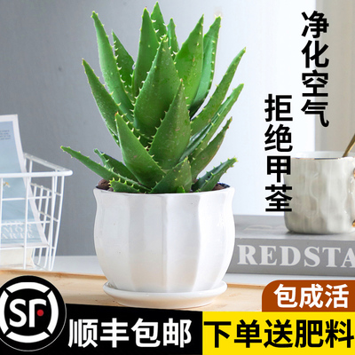 芦荟盆栽室内净化空气花卉绿植物