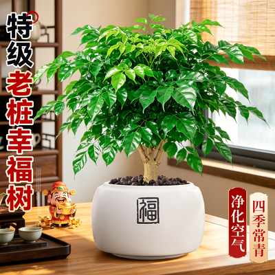 【特A级老桩】大盆幸福树好养活