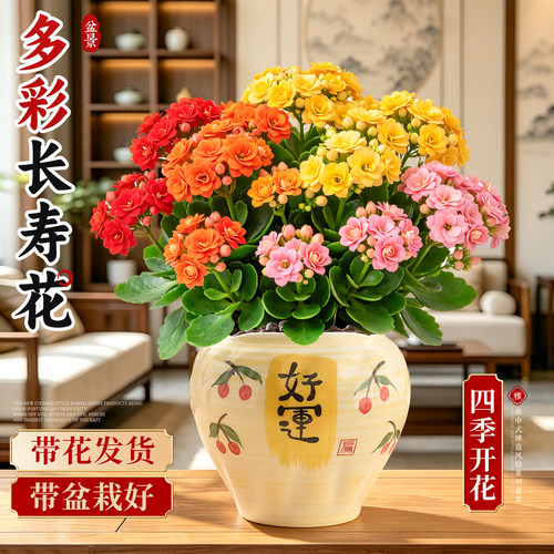 【一盆繁花】多彩长寿花带花苞