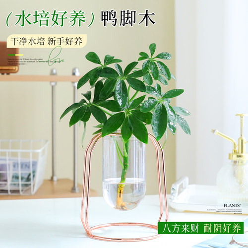 【八方来财植物】水培鸭脚木绿植