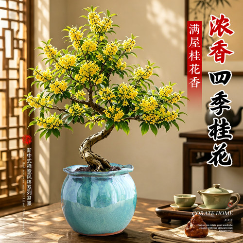 【老桩四季桂花】阳台浓香花卉