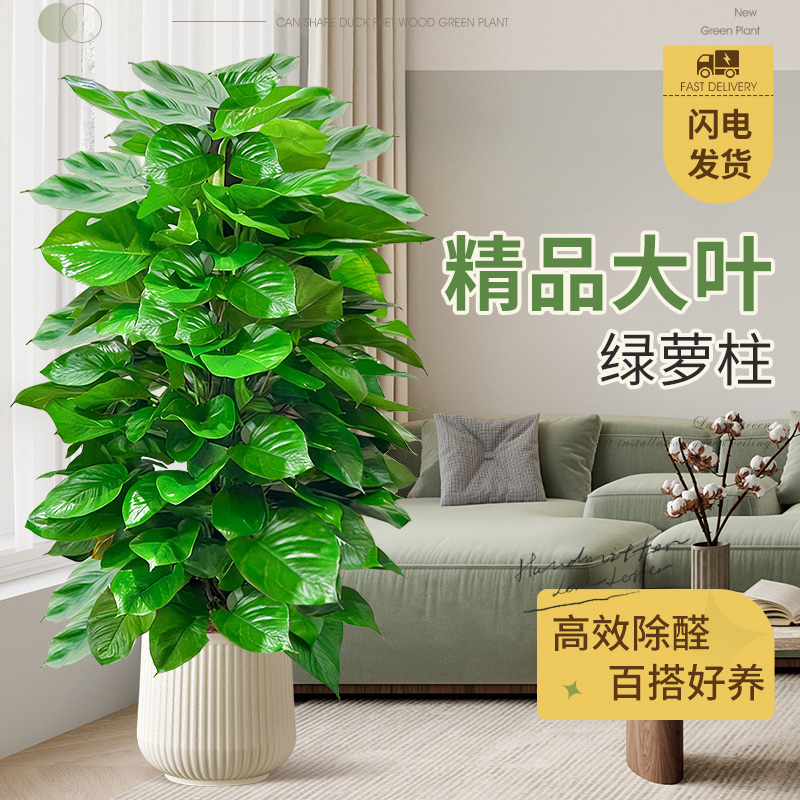 大叶绿萝柱盆栽好养植物净化空气