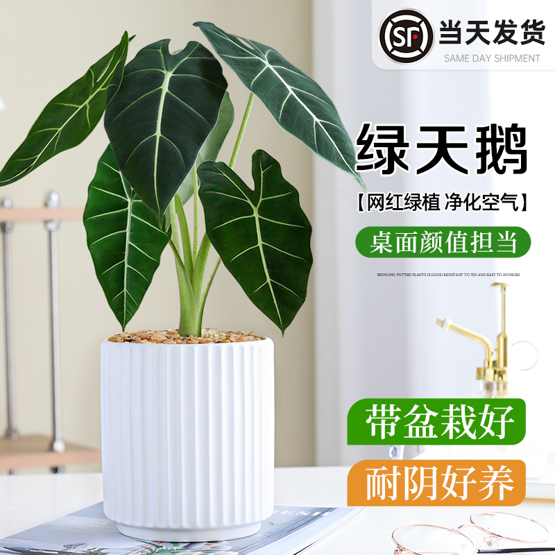 绿天鹅绒海芋盆栽客厅阳台天鹅绒绿植竹芋室内桌面观叶好养活植物
