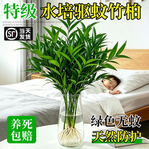 【驱蚊虫】竹柏室内水培植物盆栽