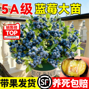 特级带果蓝莓树盆栽发货四季可结果室内外阳台耐寒全国可养蓝梅苗