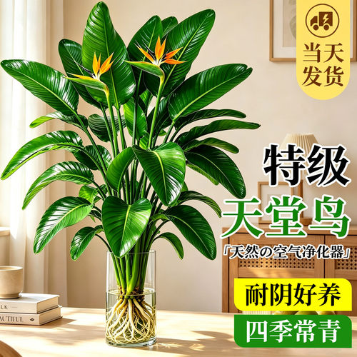 【带根大叶】水培天堂鸟耐阴好养