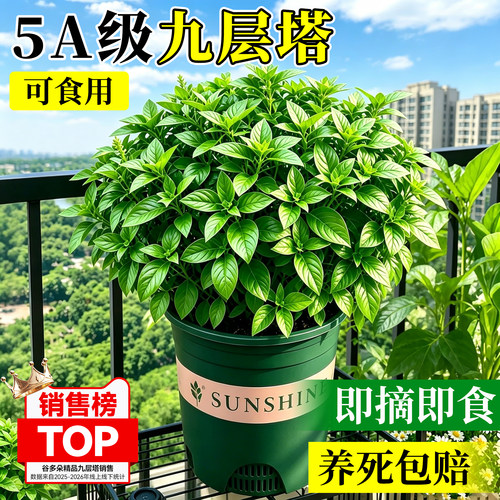 可食用九层塔罗勒盆栽驱蚊绿植物