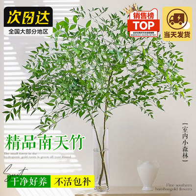南天竹鲜切枝水养花卉马醉木平替