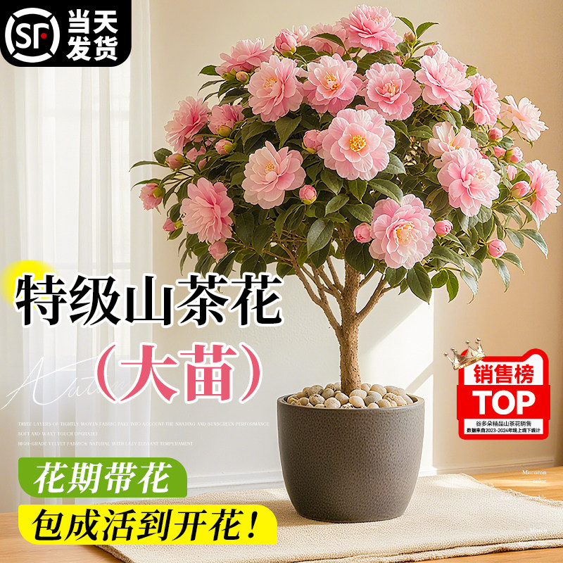 茶花盆栽香妃山茶花带花苞室内阳台绿植花卉植物四季好养开花浓香