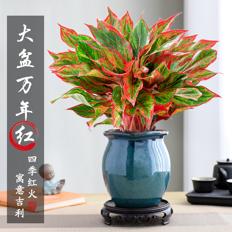 【大盆万年红】盆栽绿植四季好养